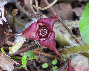 Asarum canadense (Canadian Wild Ginger) Native North American Woodland Wildflower 