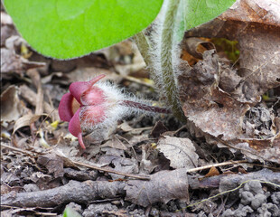 Asarum canadense (Canadian Wild Ginger) Native North American Woodland Wildflower 