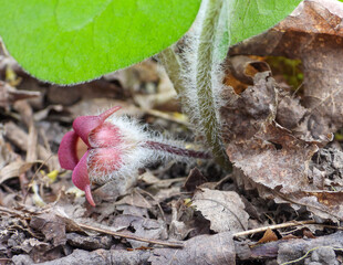 Asarum canadense (Canadian Wild Ginger) Native North American Woodland Wildflower 