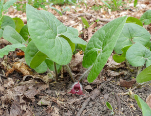 Asarum canadense (Canadian Wild Ginger) Native North American Woodland Wildflower 