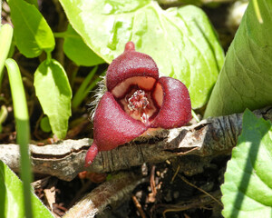 Asarum canadense (Canadian Wild Ginger) Native North American Woodland Wildflower 