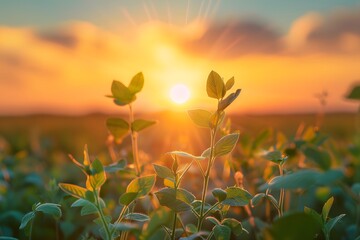 Serene Sunrise Over a Lush Green Field