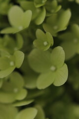 kwiaty, natura, ogr&oacute;d, lato