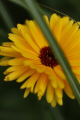 kwiaty, natura, ogr&oacute;d, lato