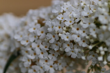 kwiaty, natura, ogr&oacute;d, lato