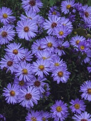 Aster cordifolius, Silver Spray, Michaelmas daisies, Symphyotrichum cordifolium blooming clue purple colorful flowers close up, floral botanical dark mysterious fantasy dreamy mood backdrop backgroud