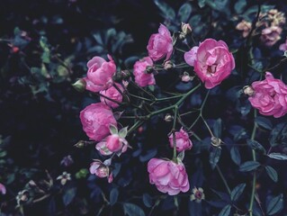 Pink gentle little small bloming roses on green bush as floral botanical dark dreamy mysterious spring vintage fantasy like background backdrop wallpaper