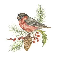 Watercolor Christmas illustration with a bullfinch and fir branches. A hand-painted bird with a cone, red berries on a white background. A holiday symbol for design, printing, and postcards.