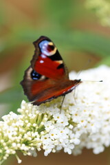 motyl © Monika