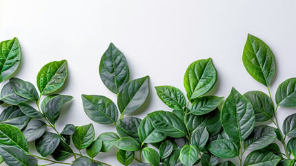 Fototapeta premium leaves in white background