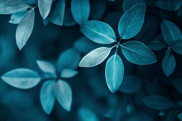Fototapeta premium A detailed shot of delicate blue leaves exuding tranquility and serenity, with soft lighting enhancing their features.