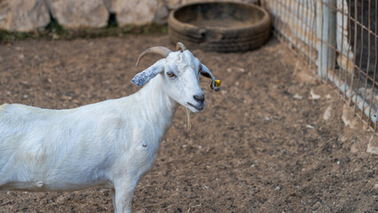 Omani Goats at a Farm