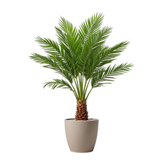 Potted Tree Isolated on White Background with Leaves and Succulents