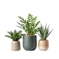 Green plant in small pots on white background