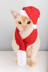 Burmese kitten in red Santa Claus hat