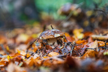 Autumn in the forest with mushrooms and colorful leaves