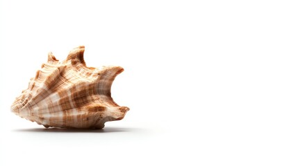 Obraz premium Shell, white isolate background