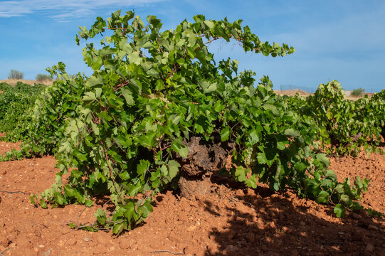 Cepas en vi&ntilde;edo