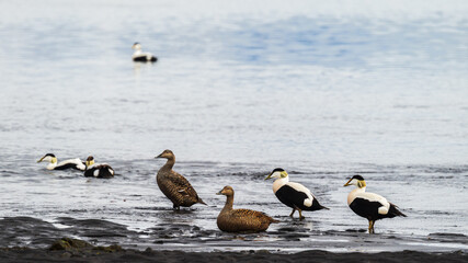 wild life inside the Vatnsnes Peninsula, Iceland