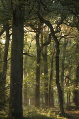 View into a woodland with very tall trees in the morning 
