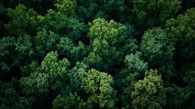 Treetop Canopy, Lush Forest from Above, Aerial Nature View, Generated AI