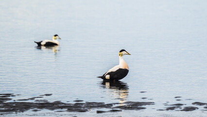 wild life inside the Vatnsnes Peninsula, Iceland