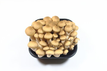 秋の味覚、シメジ (Hypsizygus marmoreus)