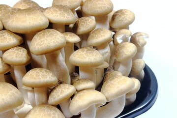 きのこ料理の定番！シメジ (Hypsizygus marmoreus)