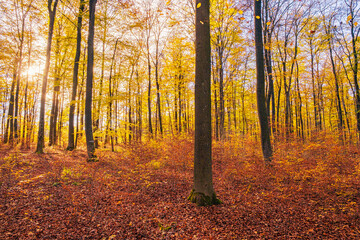 Fototapeta premium The autumnally colored forest in the Taunus on a sunny day