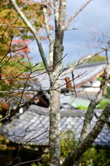 Close-up of the roof of Tenryuji Temple in Kyoto, Japan with trees. Roof tile pattern. Major tourist attraction in Kansai region in Japan. Japan famous historic architecture. Building structure.