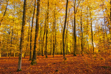 The autumnally colored forest in the Taunus on a sunny day