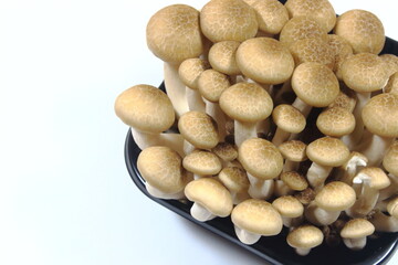 シメジ (Hypsizygus marmoreus) の新鮮な群生