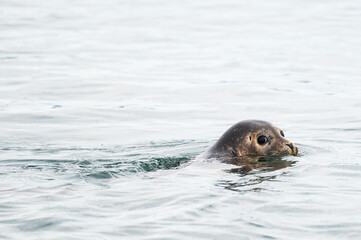 Obraz premium wild life inside the Vatnsnes Peninsula, Iceland