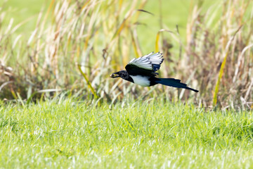 Low flying Magpie, Pica pica, over meadow with grass and reeds with large piece of stolen food in beak