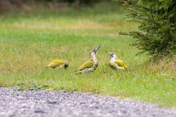 Close up of a family of three Green Woodpeckers, Picus viridis, one foraging with its bill deep in the ground covered with grass and two others in an aggressive competitive position!