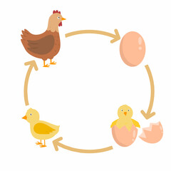 Life cycle of a chicken illustration, chicken Life cycle cartoon, rooster and hen Life cycle 