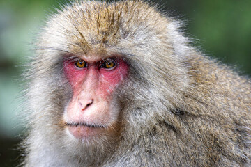 Close up of head of a Japanese Macaque or snow monkey with wet fur in the steaming hot spring water at Yudanaka, Japan