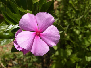 Pervinca