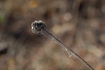 A dried plant in a web