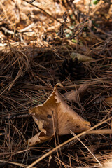 Autumn leaves on pine ground