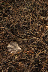 Autumn pine needles on the ground