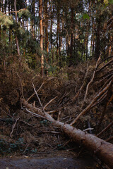 Fallen pine tree in autumn 1