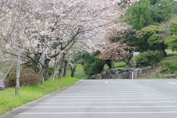桜が満開の駐車場