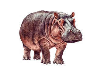 Obraz premium A detailed illustration of a hippopotamus, showcasing its robust body and characteristic features