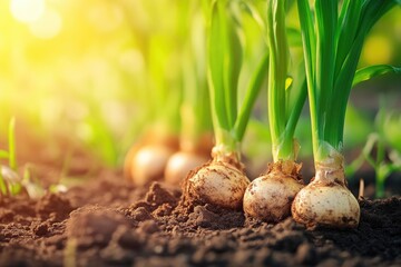 Nature&rsquo;s Awakening: Bulbs Pushing Through Soil Layers
