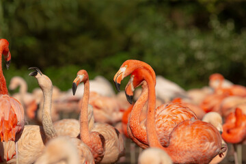 A beautiful herd of vibrant flamingos standing gracefully next to each other in a green field, showcasing their striking colors and elegance