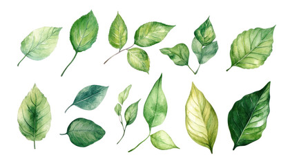 Green leaves, hand painted, vector illustration, in the style of water color
