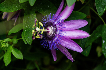 strahlend lilafarbene Passionsblumen Blüte mit Wassertropfen - Passiflora incarnata