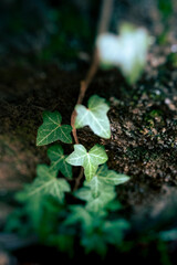 Efeuranke an einem Baum mit strukturierter Rinde - Hedera Helix