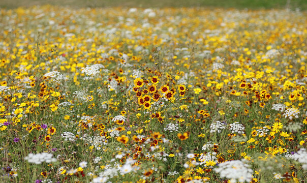 Closeup of Tickweed blooms among False Bishop's weed, Suffolk England
